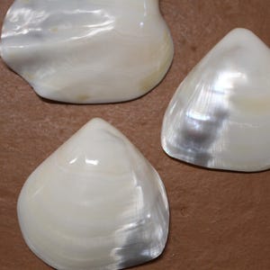 May include: Several iridescent white clam shells with a pearlescent sheen are arranged on a brown surface. The shells have a smooth, glossy texture and a natural, organic shape. The shells are a creamy white color.