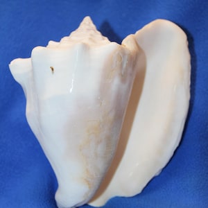 May include: A large, white conch shell with a spiral apex and a wide, smooth opening. The shell has a natural, textured surface with subtle variations in color. The background is a solid blue.