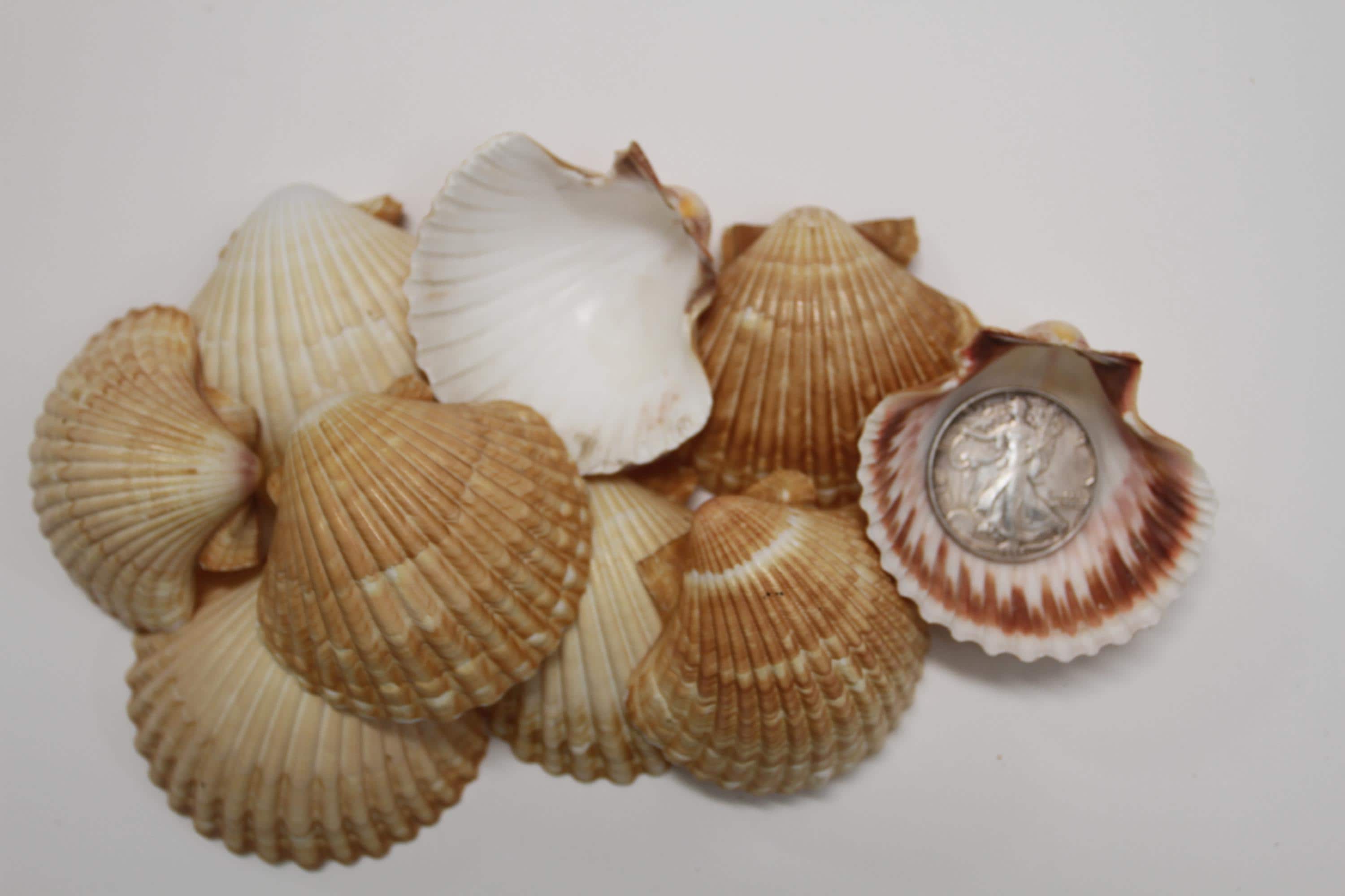 MEXICAN CUPS Seashells, Shell Mirror Embellishment, Picture Frame Trim ...