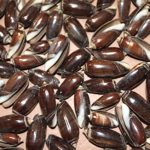 May include: A collection of brown and white seashells with a glossy finish. The shells are long and narrow, with a spiral pattern.