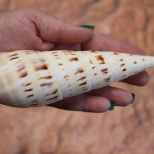 May include: A large, white seashell with brown stripes. The shell is shaped like a cone and has a smooth, glossy surface.