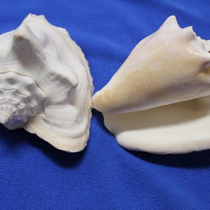May include: Two seashells, one white with a spiral pattern and the other a light pink with a pointed tip.