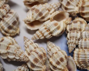 25-MOSAIC SUPPLY, Phos Senticous Seashell, Craft Supply, Beach Decor, Candle Embeds, Sailors Valentines, Jewelry Supply,  SS-139