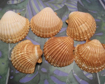 20-MEXICAN CUPS, Good Quality Seashells, Shell Craft Sailors Valentines, Beach Home Shadowbox Display Shells, Coastal Decor SS-484