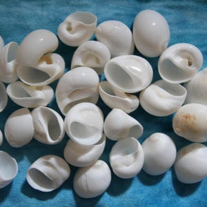 May include: A collection of white seashells, some with a spiral shape, others with a more rounded form. The shells are arranged on a blue surface.