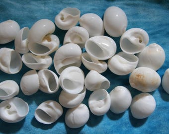 SEASHELLS,Natica Mamillia,Beach Art,Sailor Valentine,Mosaics,Beach Wedding Decor,Pour Resin Crafts,Frame-It Shells,All Occasion Gift, SS-252
