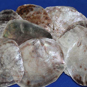 May include: A collection of iridescent oyster shells with a variety of colors, including white, brown, and gray. The shells have a textured surface and are arranged on a blue background. These shells are a natural product.