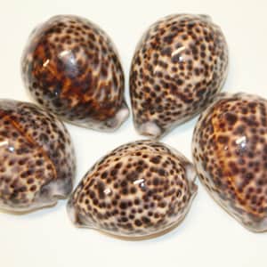 May include: Five polished, speckled seashells in shades of brown and cream are arranged on a white surface. The shells have a smooth, glossy texture and a rounded, oval shape, with a small opening at one end. These decorative shells are perfect for coastal decor.