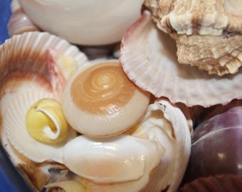 NATURAL SEASHELL Mix, one huge medium flat rate box full,Candle Embeds, Craft Supply, Sailors Valentine, Mirror Decoration,Beach Art, WH-01