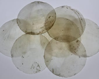 SEMI TRANSLUCENT Capiz Seashell, 3 Inch,Scrap Booking Supply, Textured Art, All Occasion Gifts,Wreath Supply,Wedding Bouquets, CS-77