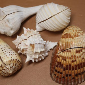 May include: An assortment of seashells in various shapes and colors. The shells range from cream to brown, with textured surfaces and unique patterns. Some shells have a cut or split, adding to their natural aesthetic.