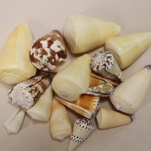 SEASHELLS,assorted large cones,Beach Art,Teachers Aids,Collectible Display Shells,All Occasion Gifts,Island Decor,Coastal Home Decor,SS-517