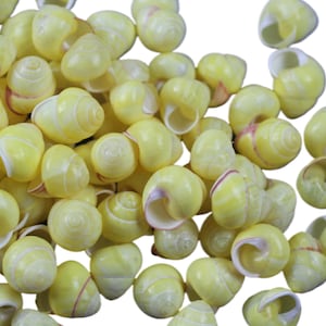 May include: A pile of small, yellow snail shells with a white interior. The shells have a subtle pink stripe around the opening.