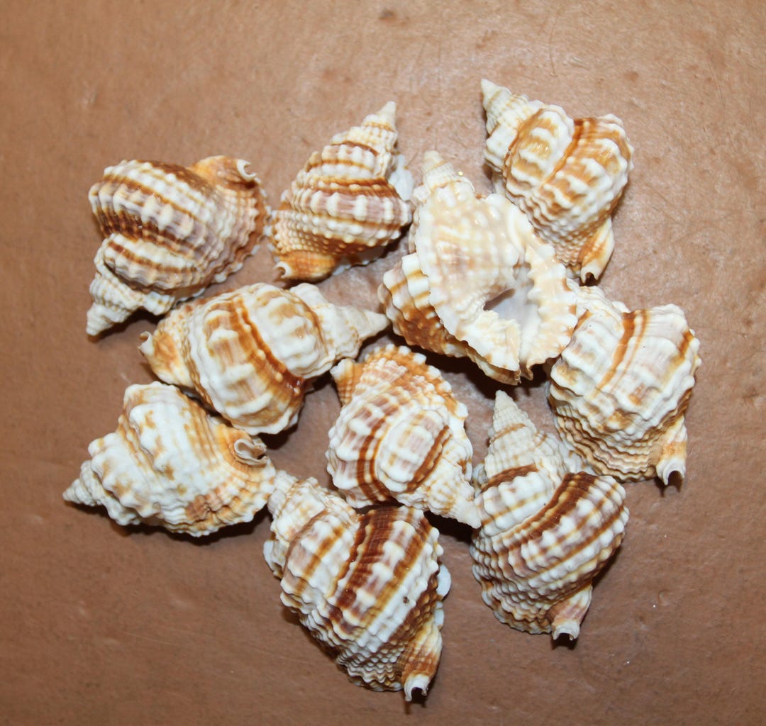 10-small DISTORSIO Seashells,upscale Seashells for Collectibles,shell ...