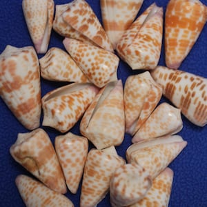 May include: A collection of cone-shaped seashells with a cream base and orange-brown spots and stripes. The shells are arranged on a blue background, showcasing their natural patterns and textures. These shells are ideal for beach-themed decor.