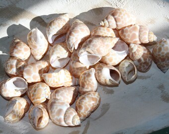 SEASHELLS, Babylonia Zaylandica, Beach Decor, Wedding Decor, Sailors Valentines, Christmas Gift, Craft Supplies, Vase Fillers SS-457