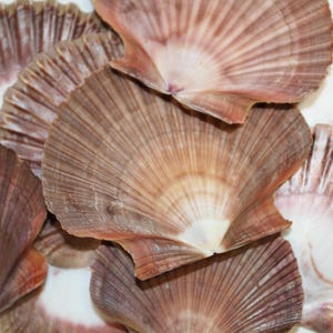 May include: A collection of scallop shells in shades of brown, tan, and white. The shells have a fan-like ribbed texture, with the colors radiating from the center. The shells are arranged in a close-up view.