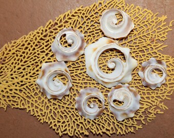 10- TOP CUT Seashells,Whelks, Jewelry Supply,Unusual Sliced Seashells,Sailors Valentines,Mosaics,Custom Greeting Cards,Floral Supply,CS-85