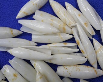 25-CRAFT SEASHELLS,Terrebellum Terrebellum Seashells,Sailors Valentines,Shell Jewelry Supply,Mosaics,Beach Weddings,Beach Home Decor SS-310