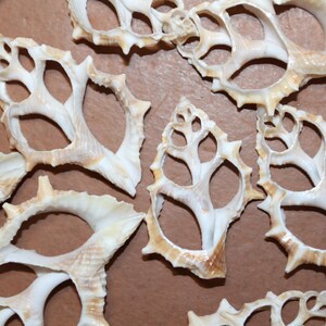May include: Close-up of several seashells with a unique, open design. The shells are primarily off-white with tan and brown accents, and feature a spiky, textured edge. These decorative shells are ideal for coastal decor.