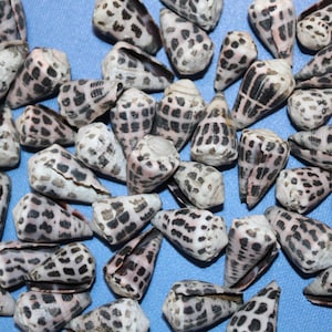 May include: A collection of cone-shaped seashells with a speckled pattern of black and brown spots on a white background. The shells are scattered on a blue surface, showcasing their natural textures and shapes.