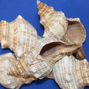 May include: A collection of several large, beige and brown seashells with textured surfaces and open interiors. The shells are arranged on a solid blue background, showcasing their natural patterns and shapes. These shells are ideal for coastal decor.