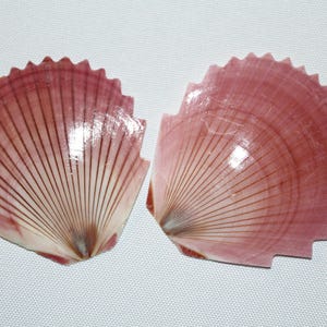 May include: Two pink scallop seashells with a fan-like pattern of dark brown lines radiating from the center. The shells have a textured surface and a jagged edge. The background is white.