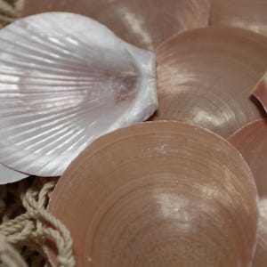 May include: Close-up of several seashells in shades of white and tan. The shells have a pearlescent sheen and a fan-like ribbed texture. A section of beige netting is visible in the lower left corner.