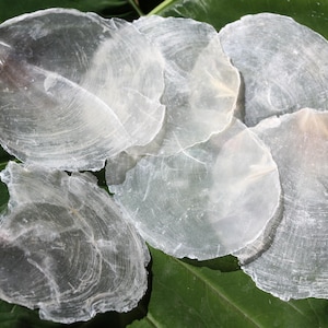 May include: A collection of translucent, iridescent mica flakes, resembling thin, irregular shells, are arranged on a dark green leaf. The flakes have a pearlescent sheen and a layered texture, creating a natural, organic aesthetic.