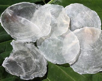 1-Pound of RAW CAPIZ,Primitive,Rough Edges,Semi-translucent,Beach Art,Mosaics,Sailors Valentines,All Occasion Gifts,Seashell Flowers,SS-540