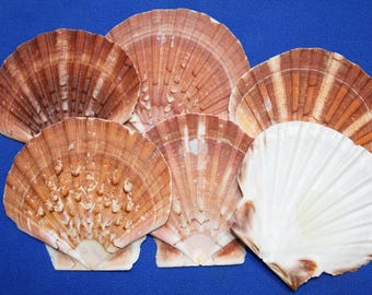 5-IRISH FLATS, Seashells,mosaic design,Beach Art,Custom Wreath ,Gift,Beach Wedding Supply,SS-306