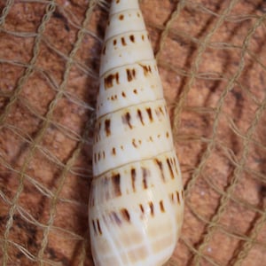 May include: A white seashell with brown stripes, shaped like a cone, on a brown woven background.