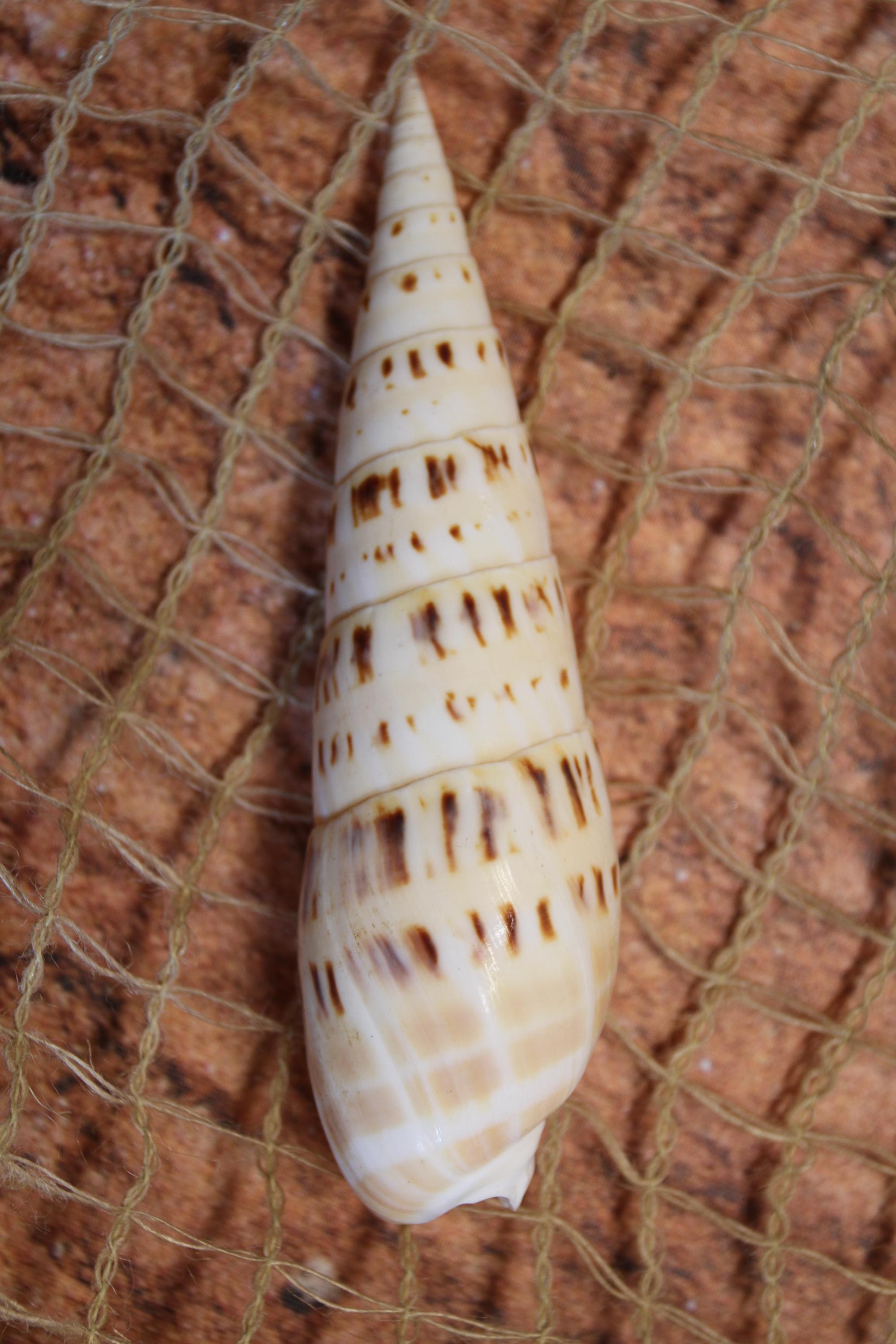 TEREBRA MACULATA, Coastal Decor, Mothers Day Gift, Collectible