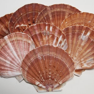May include: A collection of scallop shells in varying shades of brown and white. The shells are arranged in a fan-like pattern, showcasing their ribbed texture and natural beauty. Ideal for coastal decor or craft projects.