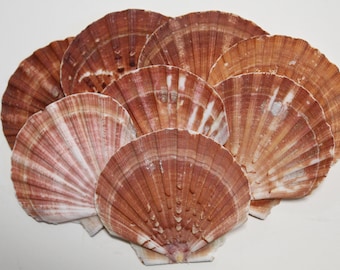 IRISH FLAT Seashells,Sailors Valentine,Beach Art,Custom Wreath ,Gift,Beach Wedding Supply,SS-306