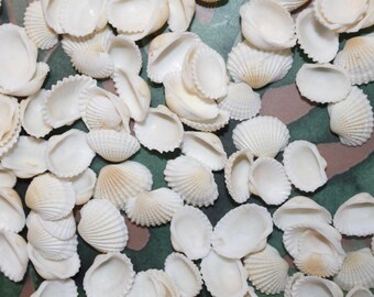 SMALL SEASHELLS, White Andara Ark Seashells, Sailors Valentine, Craft Supply, Florist Supply, Scrap Booking Supply, Beach Decor SS-454