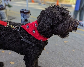 Esempio di cane di taglia grande