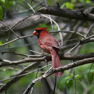 May include: A bright red cardinal perched on a branch with green leaves in the background.