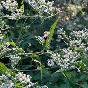 Boneset- Late Flowering (Eupatorium)