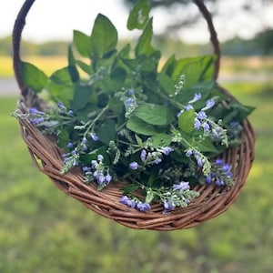 Dried Blue Skullcap- Wildcrafted
