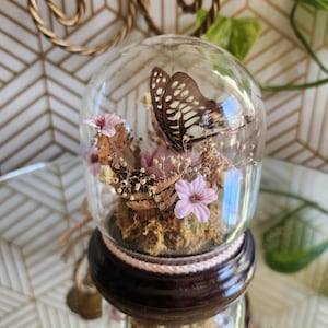 Vintage Butterfly Terrarium Floral Cloche Dome 4.5" Freeze Dried