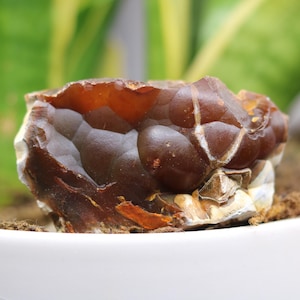 81 g Small Washington Carnelian Deep Red Buckskin Botryoidal Agate - Home Decor, Rock Gift, Rock Collector Gift, Display Rock, Christmas