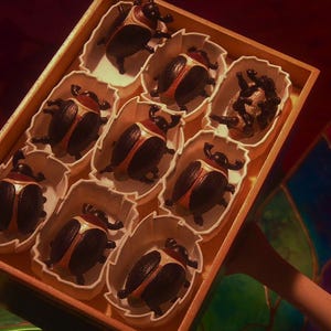 Puede incluir: Una caja rectangular de madera que contiene nueve compartimentos individuales, cada uno con una peque&ntilde;a figura de escarabajo. Los escarabajos son negros con cubiertas alares de color bronce met&aacute;lico y cuernos curvos, dispuestos en cuadr&iacute;cula.