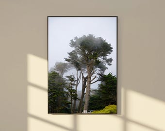 Moody Forest Fog Photography Print | Coastal Cypress Trees