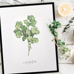 Cilantro Garden Herb Print, Rustykalny wystrój kuchni w stylu wiejskiego domu, Nowoczesny botaniczny wydruk ziołowy, Galeria sztuki ściennej w kuchni