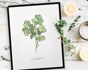 Cilantro Watercolor Print: Rustic Farmhouse Kitchen Herb Art