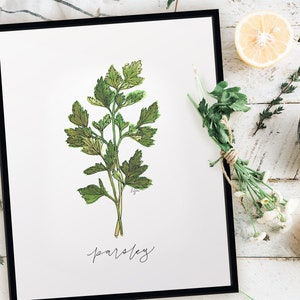 Wydruk z ziołami Parsley Garden, rustykalny wystrój kuchni w stylu akwareli w stylu wiejskiego domu, nowoczesny wydruk z ziołami botanicznymi, galeria sztuki ściennej w kuchni