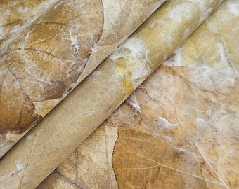 Handmade Teak Leaf Mulberry Paper by Kozo Studio