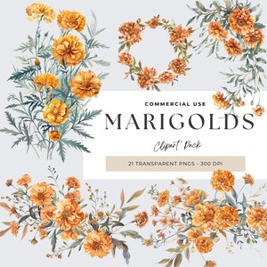 Imágenes prediseñadas de flores de caléndula, imágenes prediseñadas florales, caléndulas de acuarela, imágenes prediseñadas de primavera PNG, fabricación de tarjetas, diarios basura, bodas de primavera, flores de verano