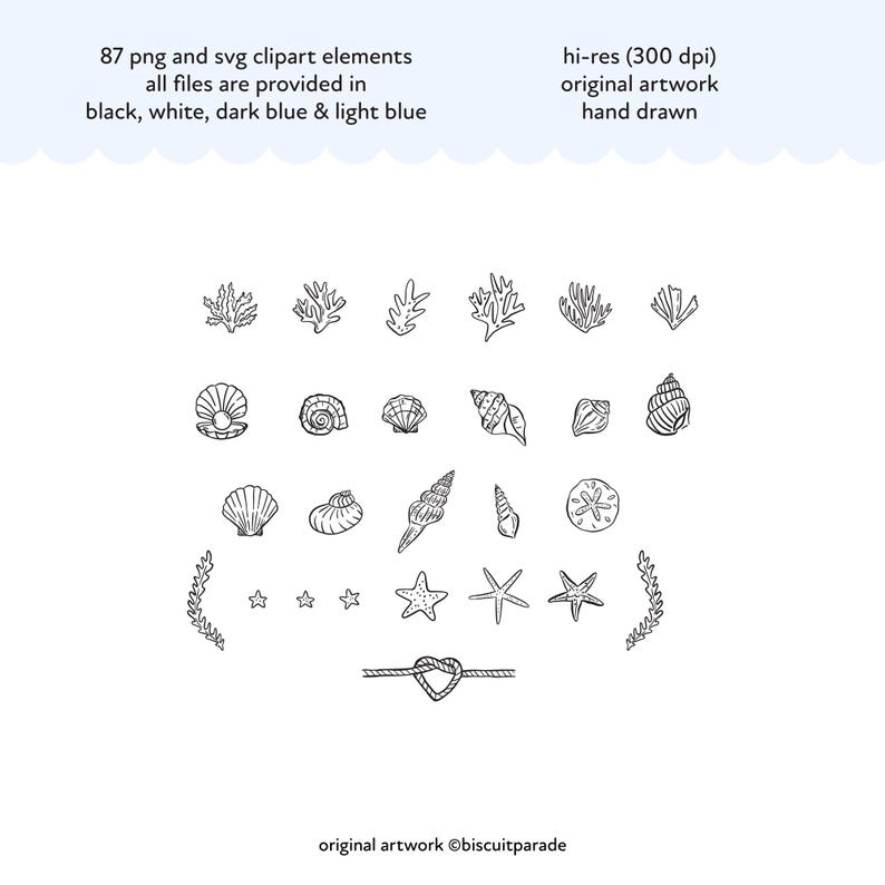 Hand drawn sea shell clipart, seashell clipart, beach line art, sea shell doodles, Summer beach art in PNG and SVG formats